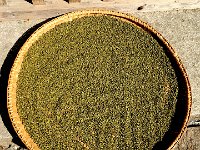 IMG 7187  mung beans drying