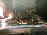 IMG 1020  the Doomed