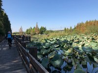 IMG 1056  nénuphars