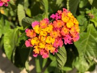 IMG 1101  lantana