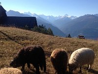 IMG 3873  grazing with a view