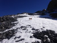 IMG 3883  tiny but very capable little dog