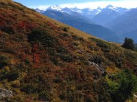 IMG 3970  fall colors