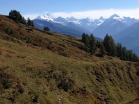 IMG 3974  Imperial Crown from treeline