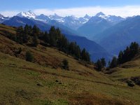 IMG 3975  with more trees