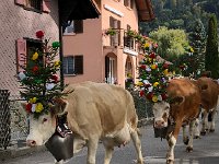 IMG 0366  the Christmas cows