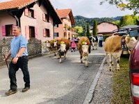 IMG 0368  cows on the march