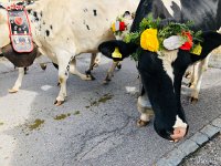 IMG 0378  funny smell!