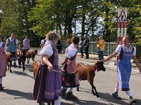 IMG 0382  goats on parade