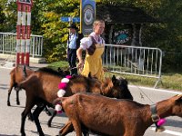 IMG 0383  goats and goat herder-esse