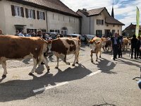 IMG 0402  beasts on the move