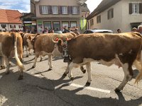 IMG 0403  fuzzy coats