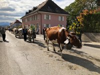 IMG 0413  another herd follows the main road