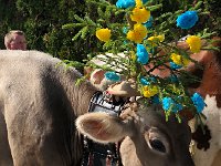 IMG 0414  Brown Swiss