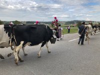 IMG 0428  heading out to the post-parade staging pasture