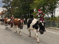 IMG 0429  decorations