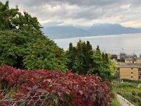 IMG 0439  vineyard view, level in fact