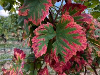 IMG 0445  vine leaves in fall