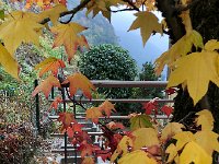 IMG 0654  fall colors