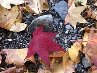 IMG 0655  fall leaves