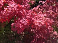 IMG 3855  fall colors