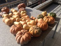 IMG 4090  a Good Year for Squash