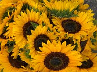 IMG 9866  sunflowers