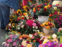 IMG 9867  and other flowers