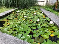 IMG 9880  outside nenuphars