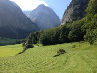 IMG 3499  fresh cut hay