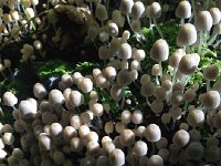 IMG 3500  mushroom patch