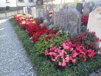 IMG 3703  nice flowers