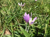 IMG 0083  with crocuses