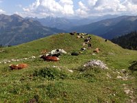 IMG 3746  lounge lizard cows