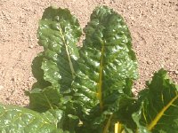 IMG 3845  good looking chard..