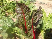 IMG 3847  always catched my eye