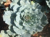 IMG 3848  choux frisée