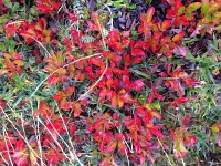 IMG 3363  sign of fall