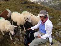 IMG 3398  the sheep thinks we have snacks