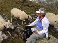 IMG 3399  aggressive but very clean sheep