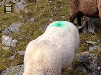 IMG 3400  sheep attack!