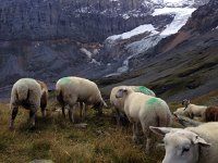 IMG 3406  sheep and Alps