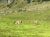 IMG 9907  Brown Swiss and limestone rubble