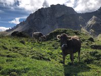 IMG 9913  cows around the corner of the ridge