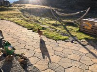 IMG 9918  next morning: chickens are loose