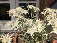 IMG 9936  domesticated edelweiss