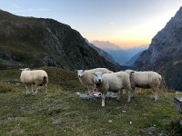 IMG 9949  the sheep were still there the next morning