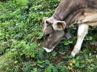 IMG 9950  lower down young cow