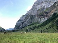 IMG 9951  down by the turquoise lake more cows