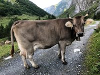 IMG 9956  and big beautiful ones